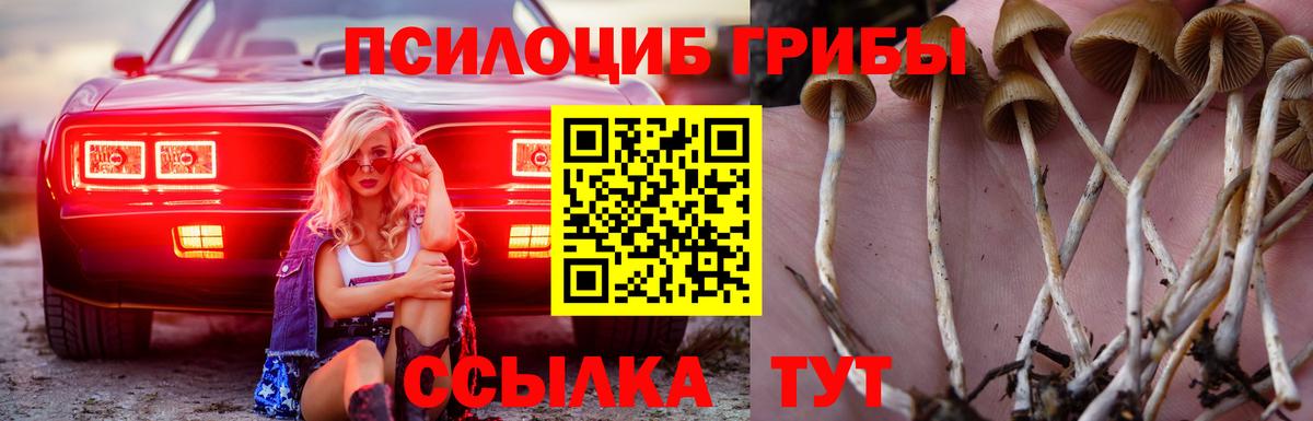 Галлюциногенные грибы Psilocybine cubensis Майский